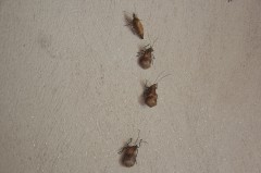 DAMIEN_LOUCHE_PELISSIER_INSECTE.jpg, juil. 2014 DAMIEN_LOUCHE_PELISSIER_INSECTE.jpg